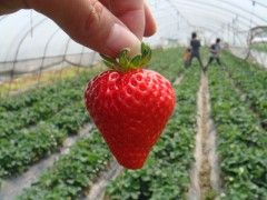 中国草莓之乡——上海市赵屯镇