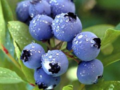 青浦现代农业园区承包你的“莓”好时光