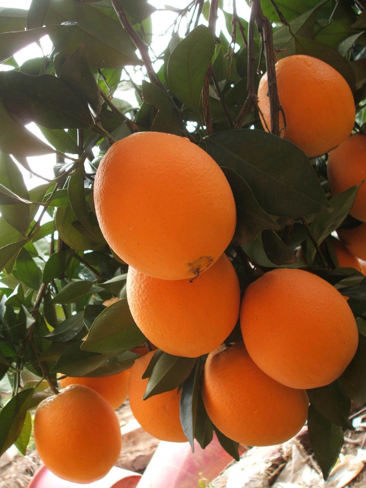 赣州脐橙市场发展调研 赣南脐橙产业发展现状及投资趋势调研分析